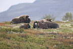 Musk ox