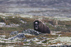 Musk ox