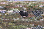 Musk ox