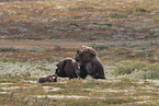 Musk ox