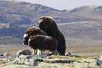 Musk ox