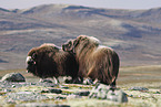Musk ox