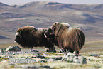 Musk ox