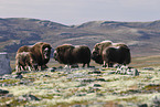 Musk ox