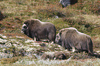Musk ox