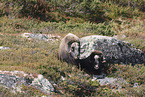 Musk ox