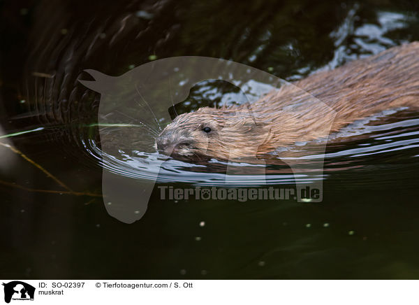 Bisamratte / muskrat / SO-02397