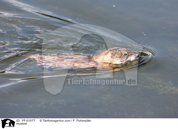 Bisamratte / muskrat / FF-01077