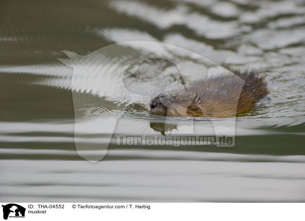 Bisamratte / muskrat / THA-04552