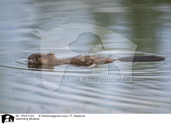 schwimmende Bisamratte / swimming Muskrat / FH-01132