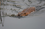 muskrat