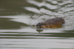muskrat