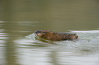 muskrat