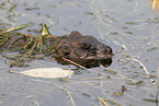muskrat