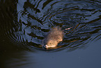 swimming muskrat
