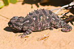 Namaqua chameleon