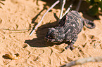Namaqua chameleon