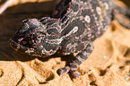 Namaqua chameleon