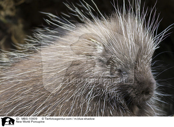 New World Porcupine / MBS-10809
