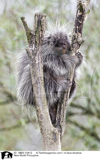 New World Porcupine / MBS-10812