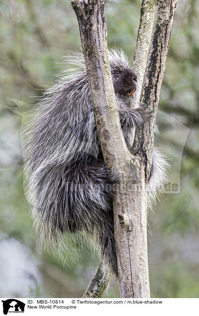 New World Porcupine / MBS-10814