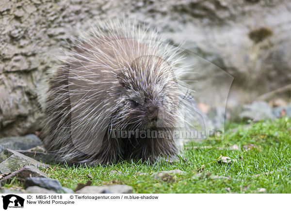 New World Porcupine / MBS-10818