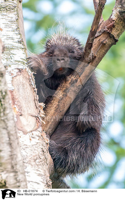 New World porcupines / HB-01674