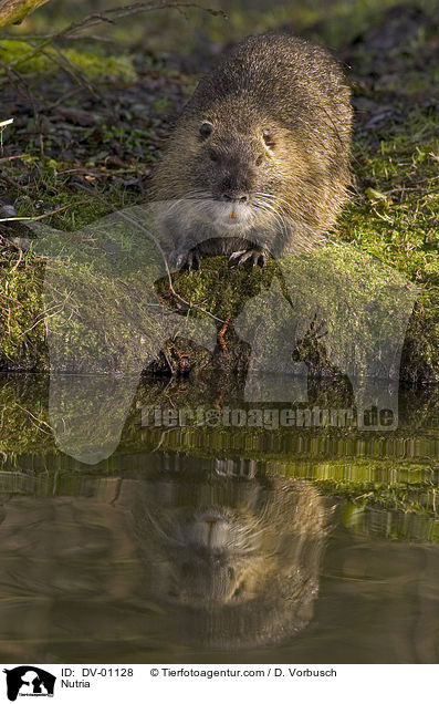Nutria / DV-01128