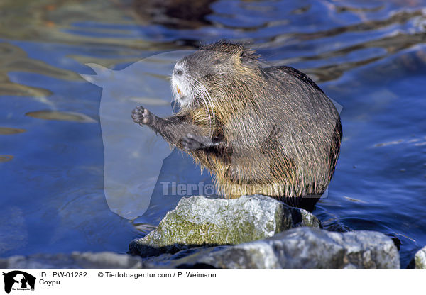 Coypu / PW-01282