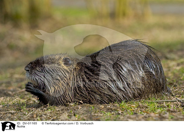 Nutria / DV-01165