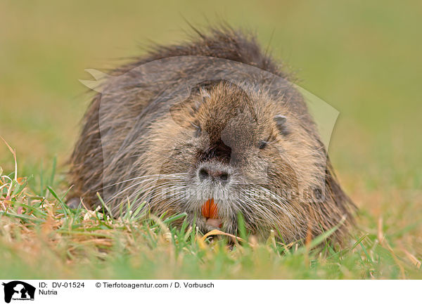 Nutria / DV-01524