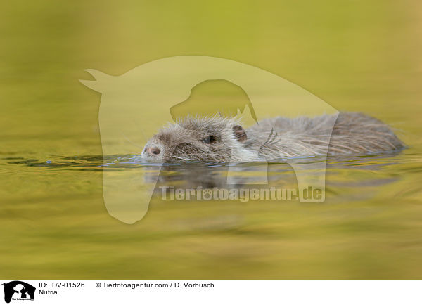 Nutria / Nutria / DV-01526