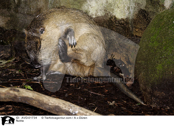 Nutria / Nutria / AVD-01734