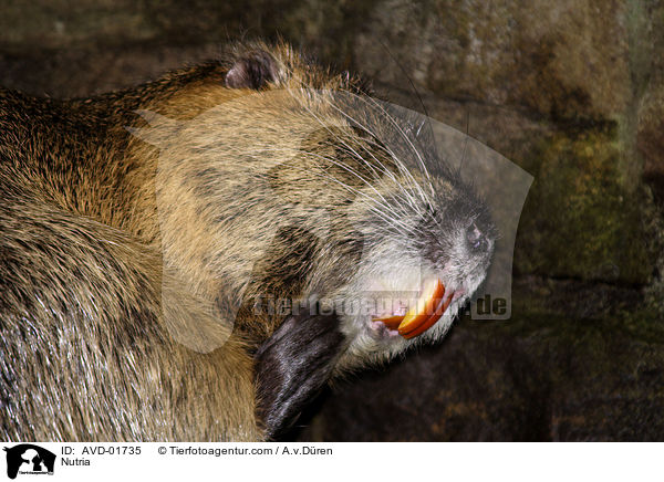 Nutria / AVD-01735