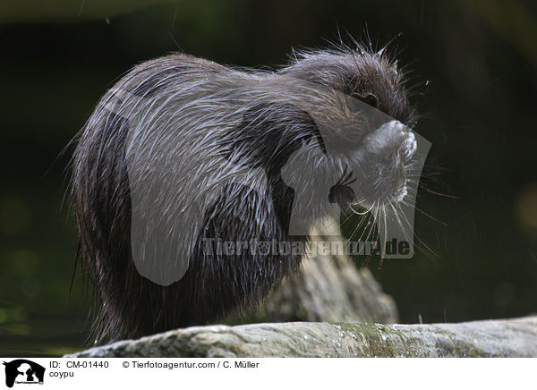 Nutria / coypu / CM-01440