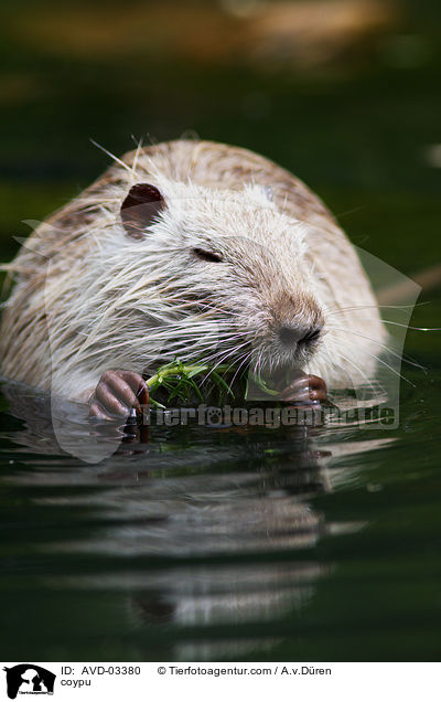 Nutria / coypu / AVD-03380