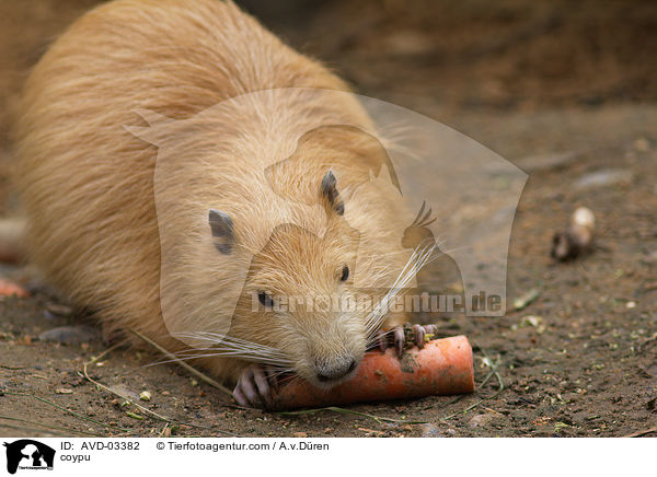 Nutria / coypu / AVD-03382