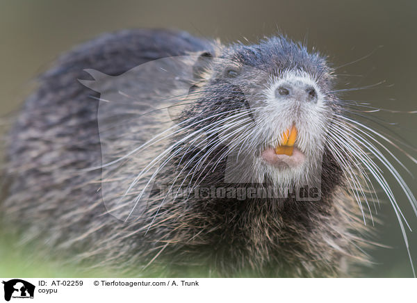 coypu / AT-02259