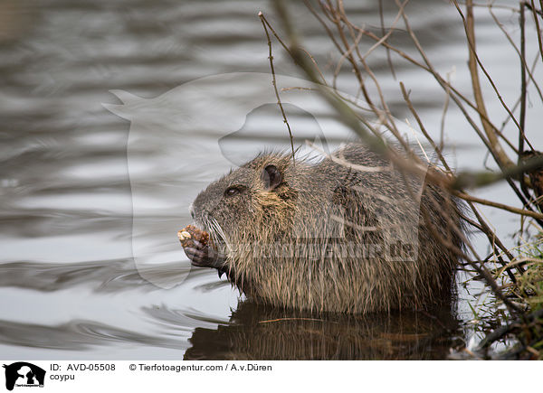 coypu / AVD-05508