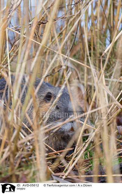 coypu / AVD-05612
