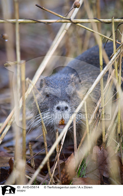 Nutria / coypu / AVD-05614