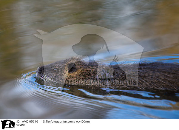 coypu / AVD-05616