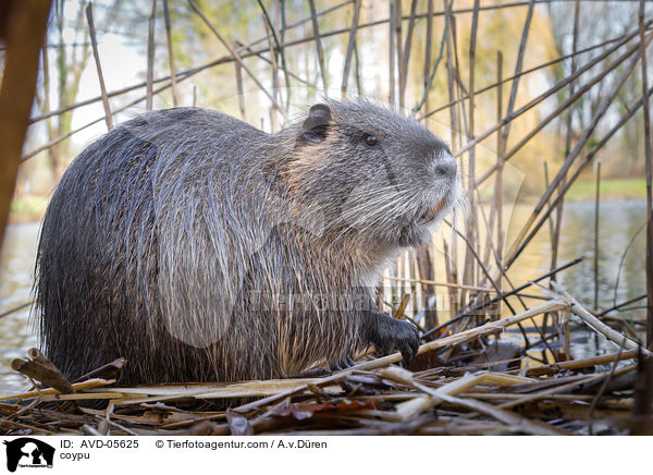 Nutria / coypu / AVD-05625