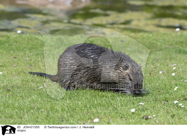 coypu / JOH-01350