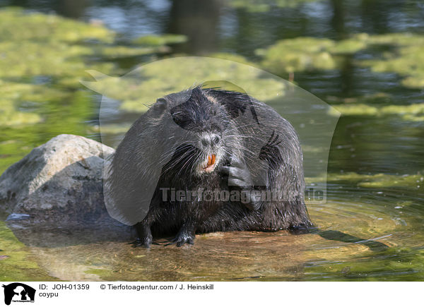 coypu / JOH-01359