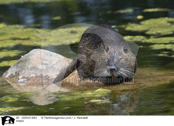 coypu / JOH-01363