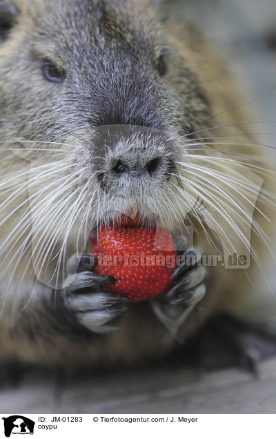 Nutria / coypu / JM-01283