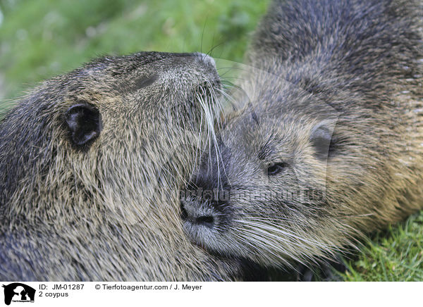 2 coypus / JM-01287