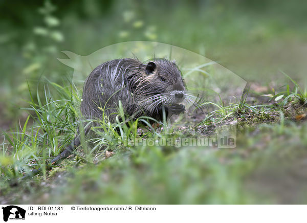 sitting Nutria / BDI-01181