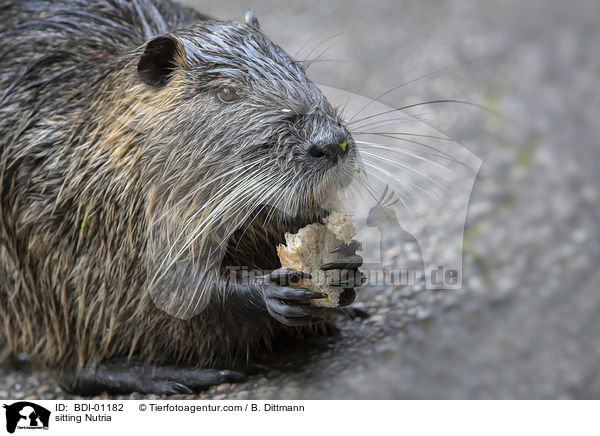 sitting Nutria / BDI-01182